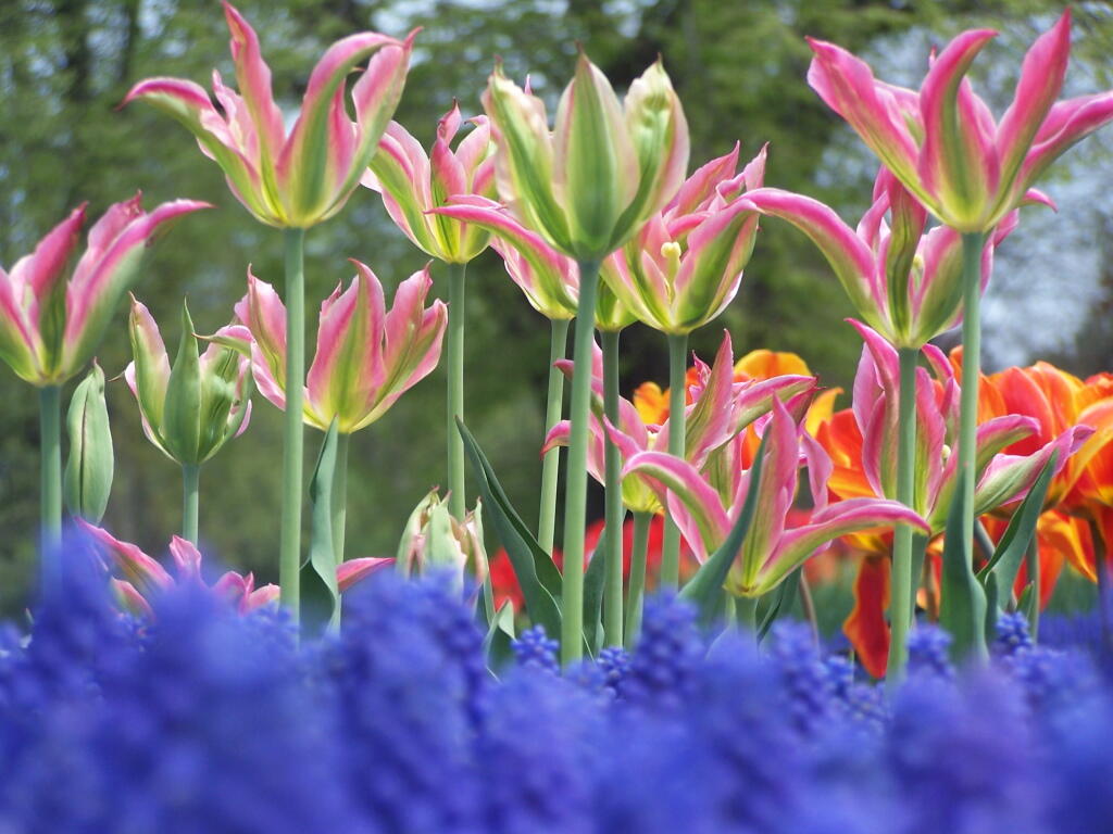 Photo: Grape Hyacinth, Pink Tulips Photo: Grape Hyacinth, Pink Tulips