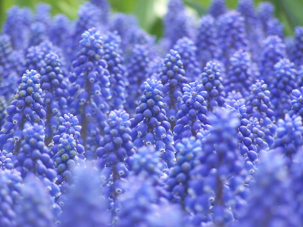 Photo: More Grape Hyacinth