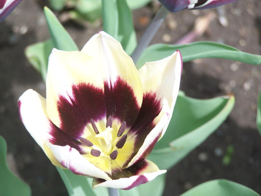 Photo: Red, Yellow, White Tulip Photo: Red, Yellow, White Tulip