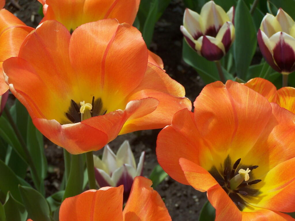 Photo: Orange, Red, White Tulips