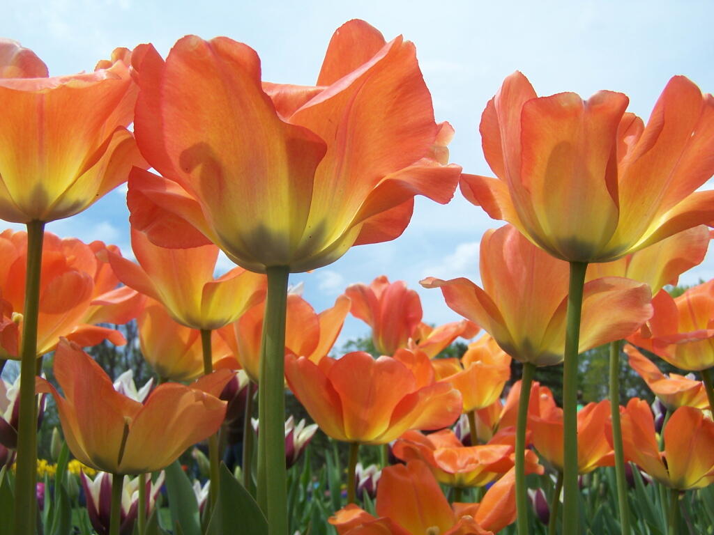 Photo: Orange Tulips Photo: Orange Tulips