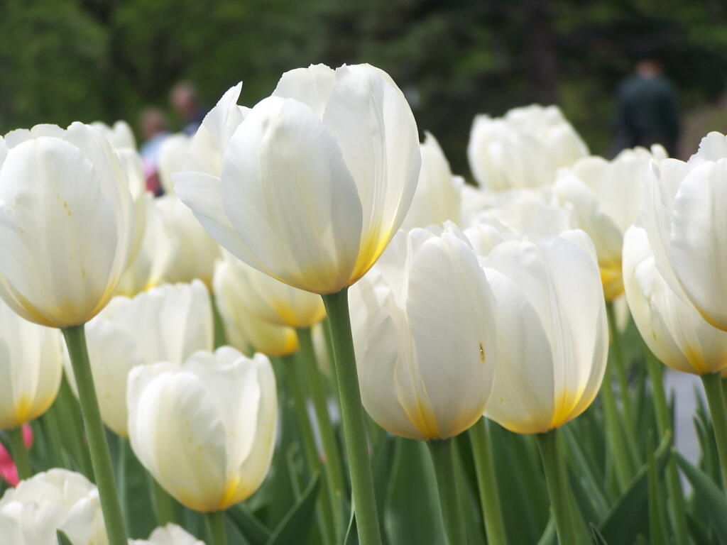 Photo: White Tulip Bed
