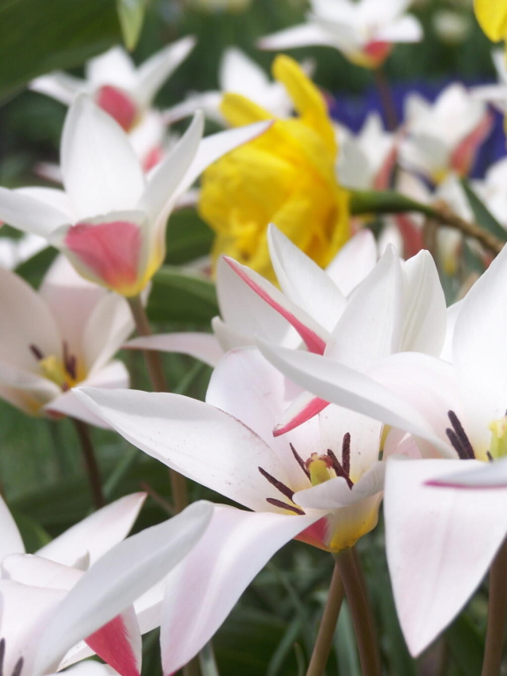 Photo: White, Yellow, Blue Tulips Photo: White, Yellow, Blue Tulips