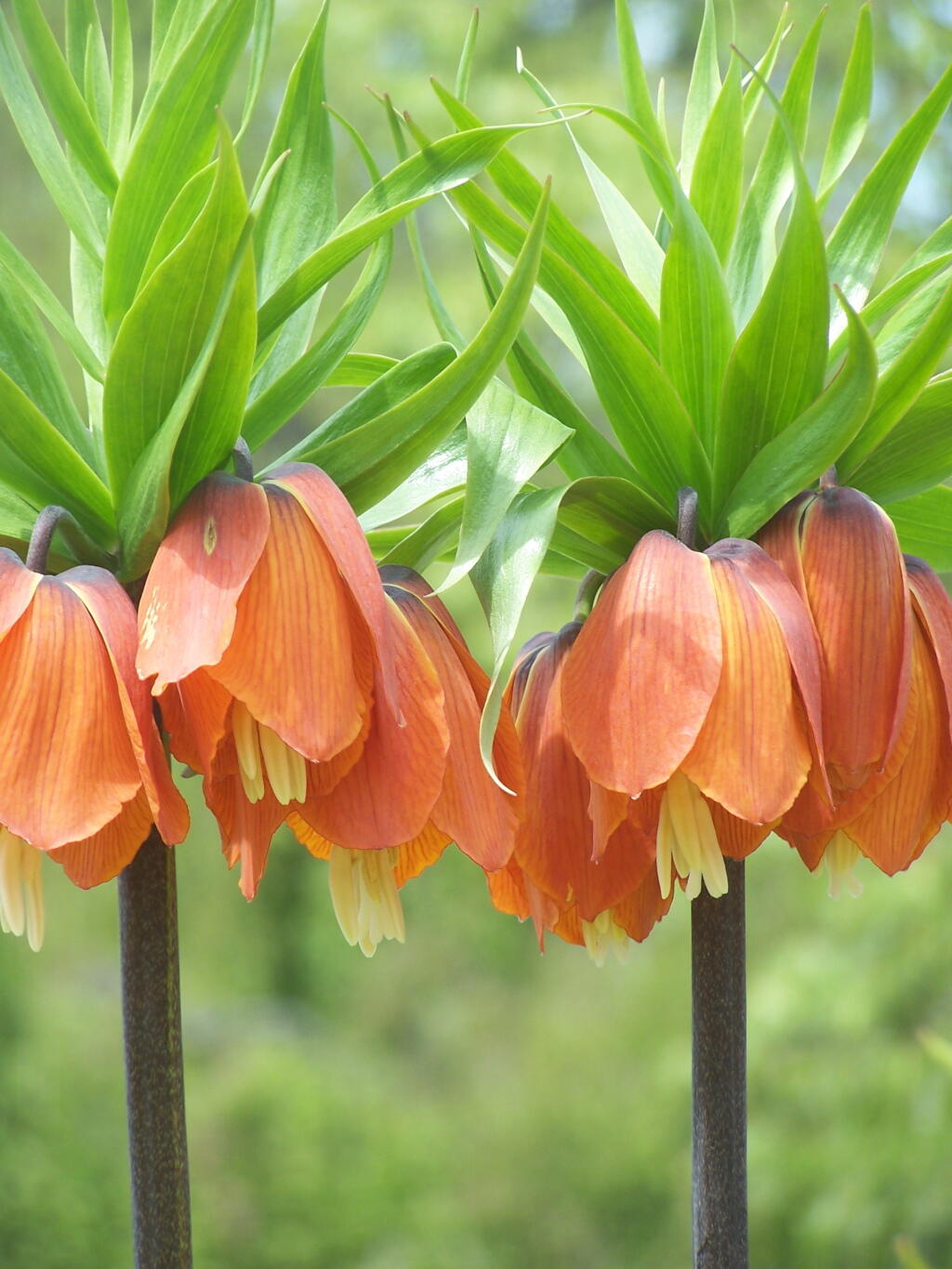 Photo: Green and Orange Photo: Green and Orange