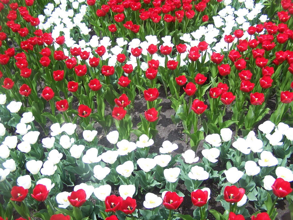 Photo: Red and White Circle Bed Photo: Red and White Circle Bed