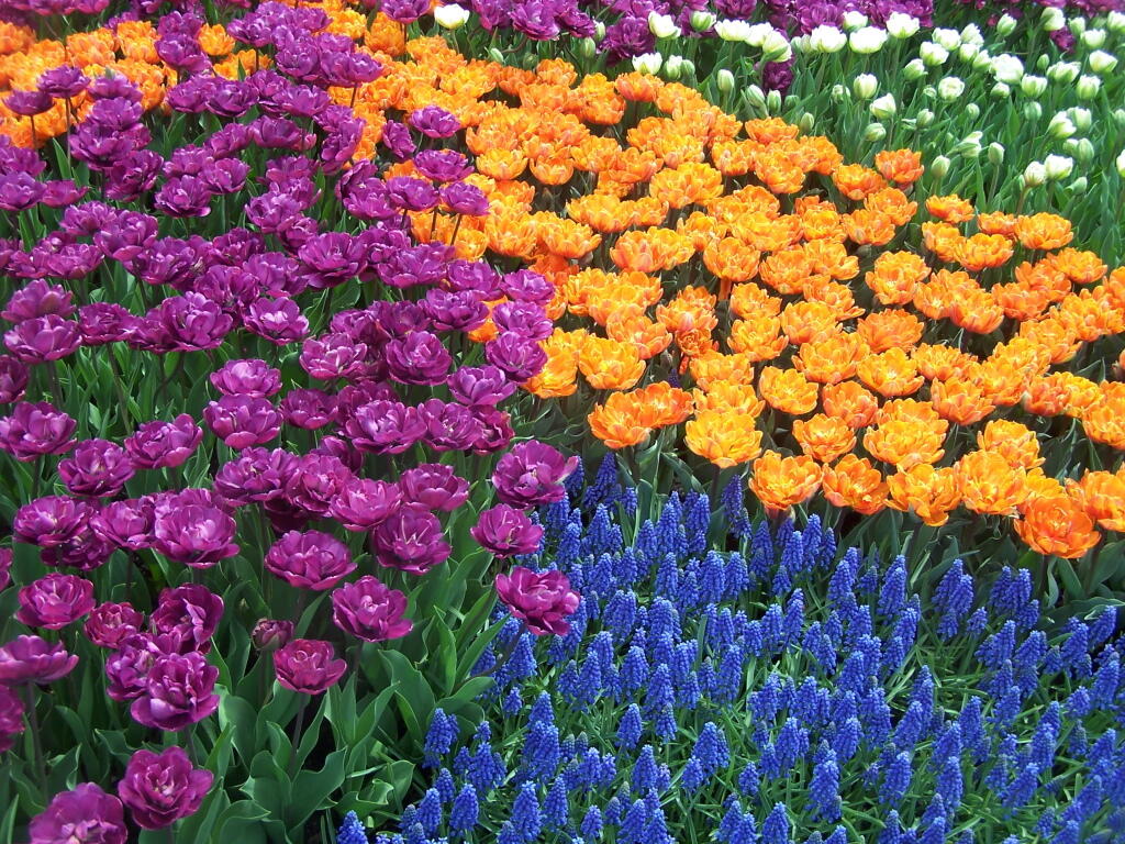Photo: Blue, Purple, Orange, White, Tulip Bed Photo: Blue, Purple, Orange, White, Tulip Bed