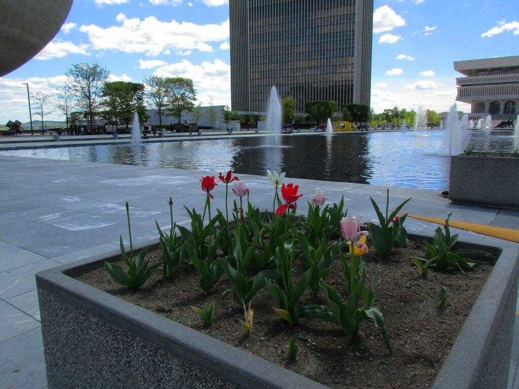 Photo: Tulips