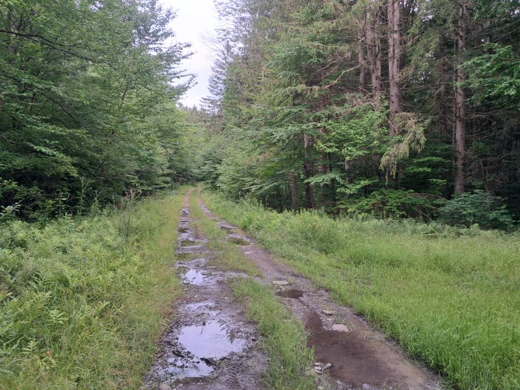 Photo: Lower Betty Brook Was Sloppy!