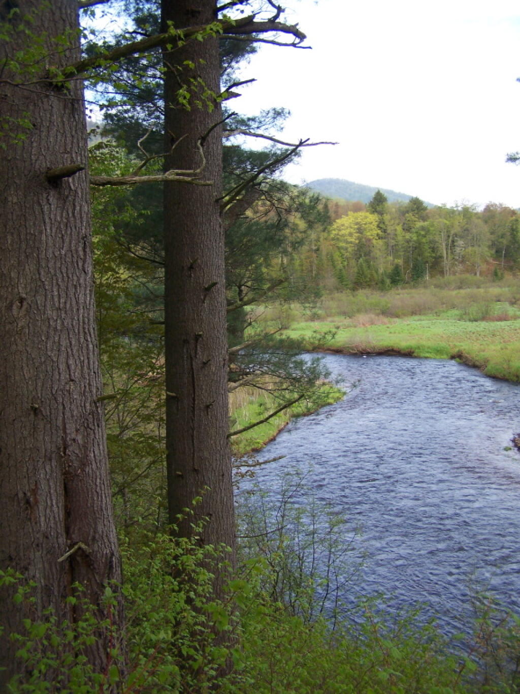 Photo: Old Growth Timber Along Sacanadaga Photo: Old Growth Timber Along Sacanadaga