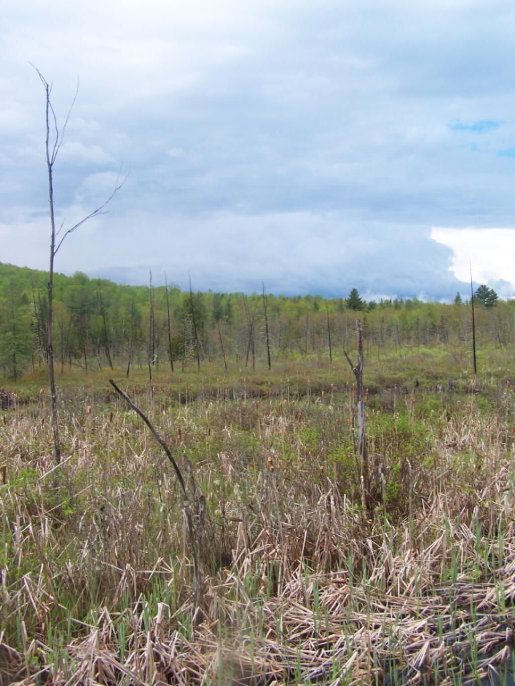 Photo: North Across Moxham Swamp Photo: North Across Moxham Swamp