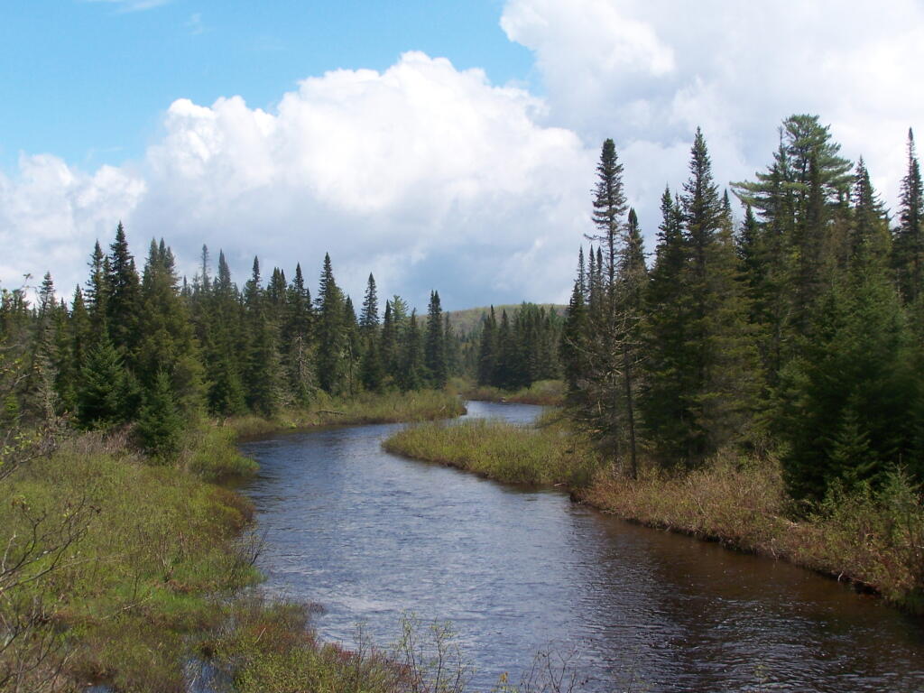 Photo: Boreal Forest Along the Boreas River