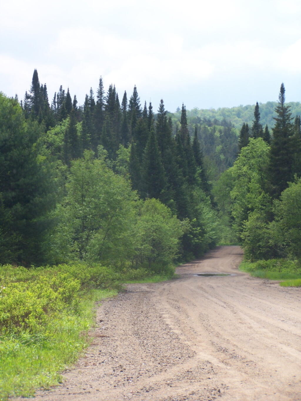 Photo: Old Growth Spruce Forest Along Piseco-Powley Road Photo: Old Growth Spruce Forest Along Piseco-Powley Road