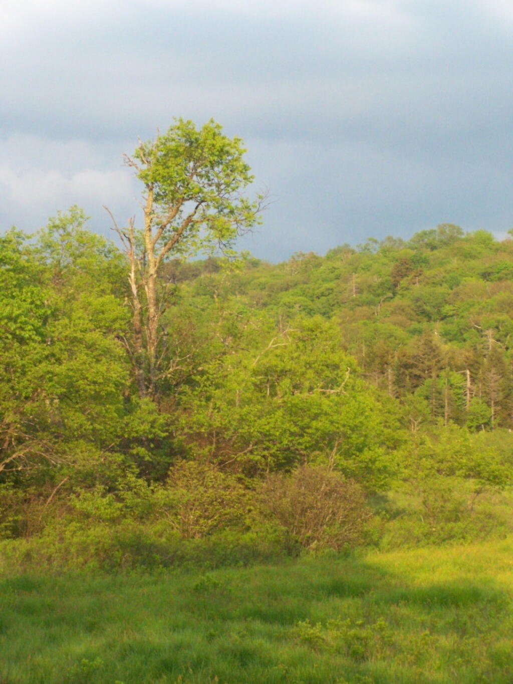 Photo: Trees in Powley Place