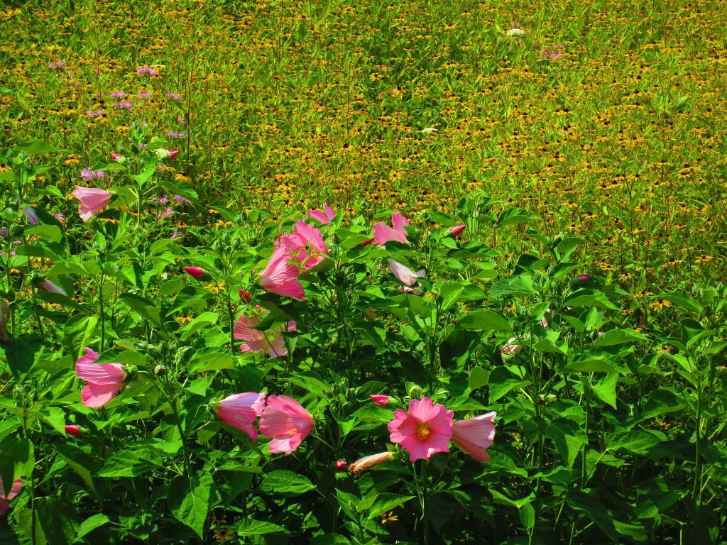 Photo: Wildflower Gardens at Falls Overlook are great!