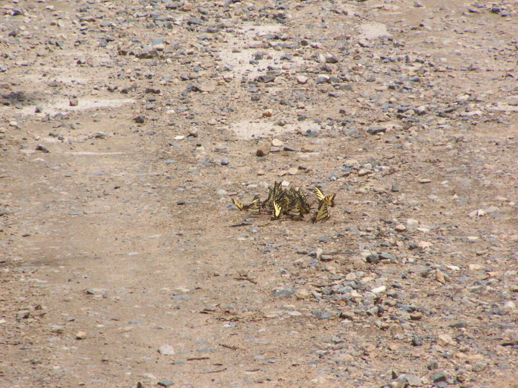 Photo: Butterflies on Piseco-Powley Bridge Photo: Butterflies on Piseco-Powley Bridge
