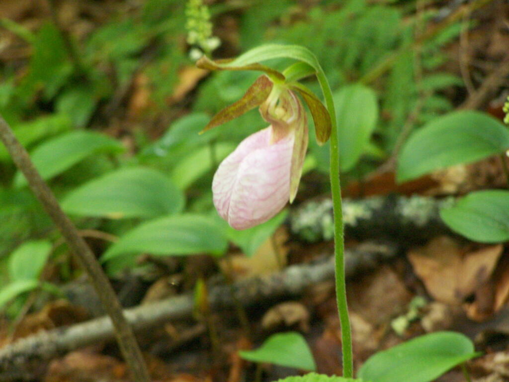 Photo: Lady's Slipper Photo: Lady's Slipper