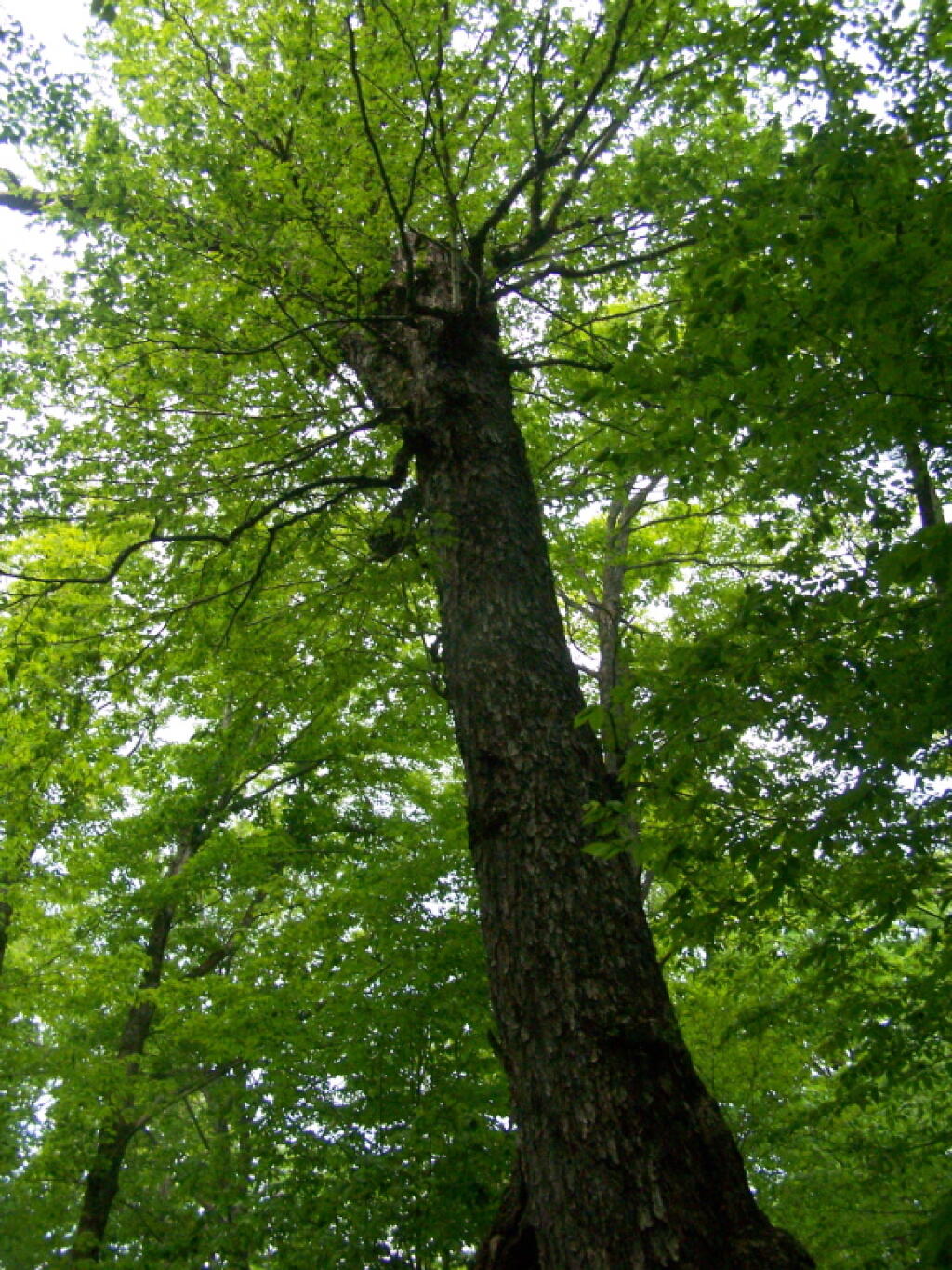 Photo: Old Growth Tree Along Trail