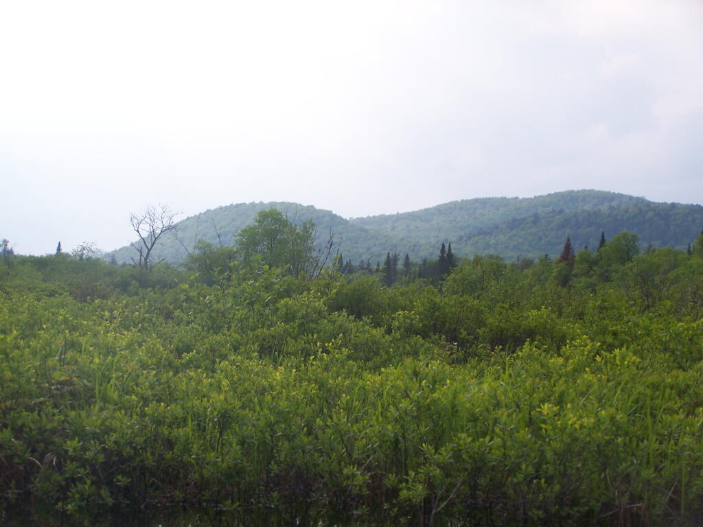 Photo: Swamp