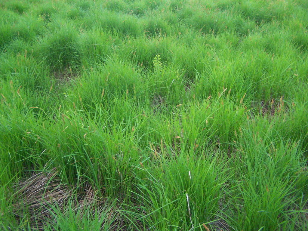 Photo: Grasses