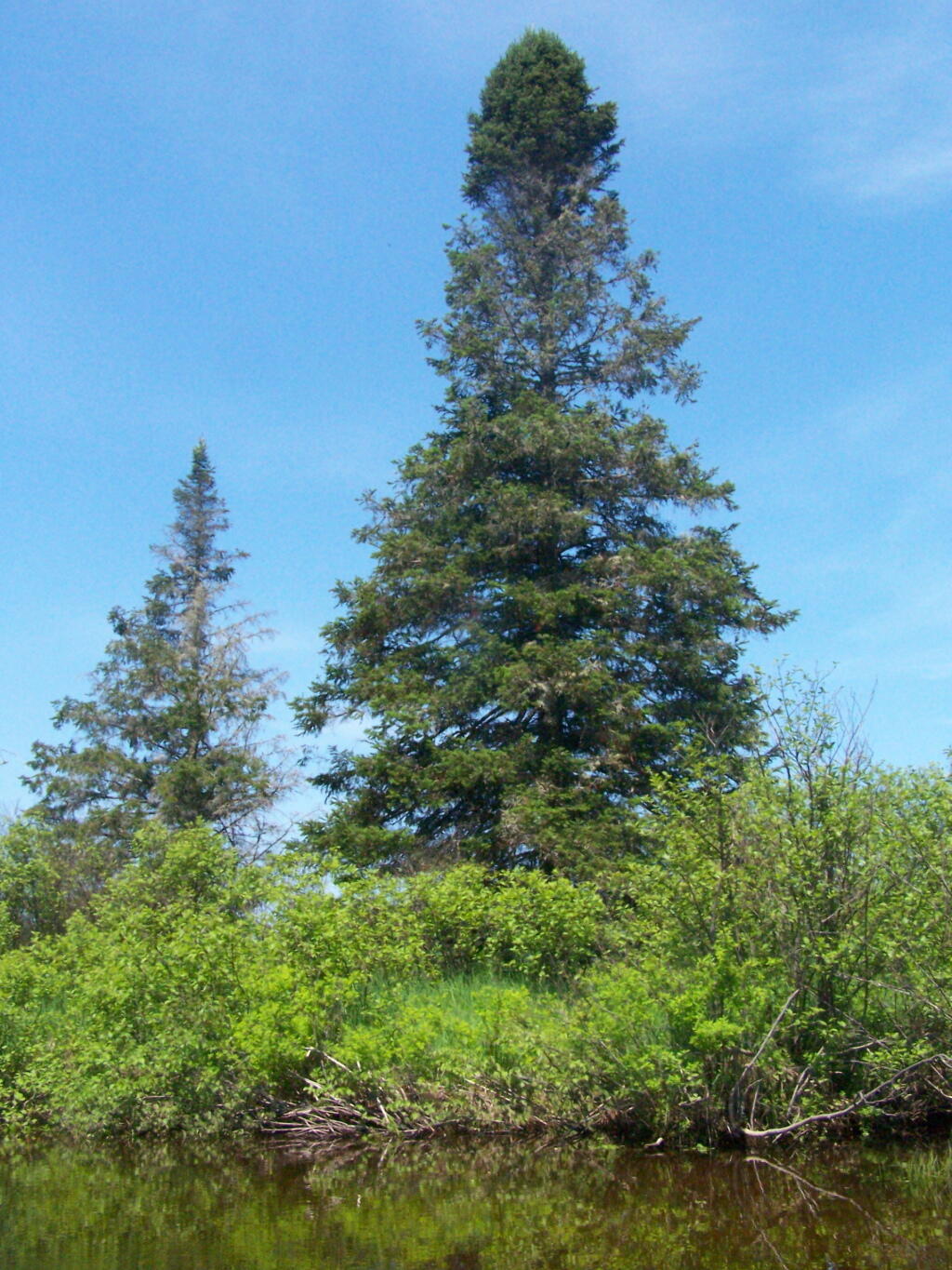 Photo: Spruce Along East Canada Creek Photo: Spruce Along East Canada Creek