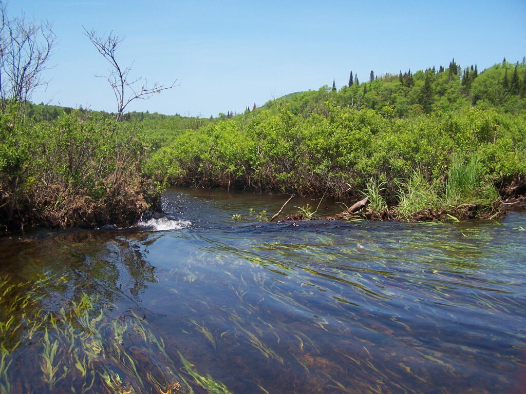 Photo: Made It Over That Beaver Dam