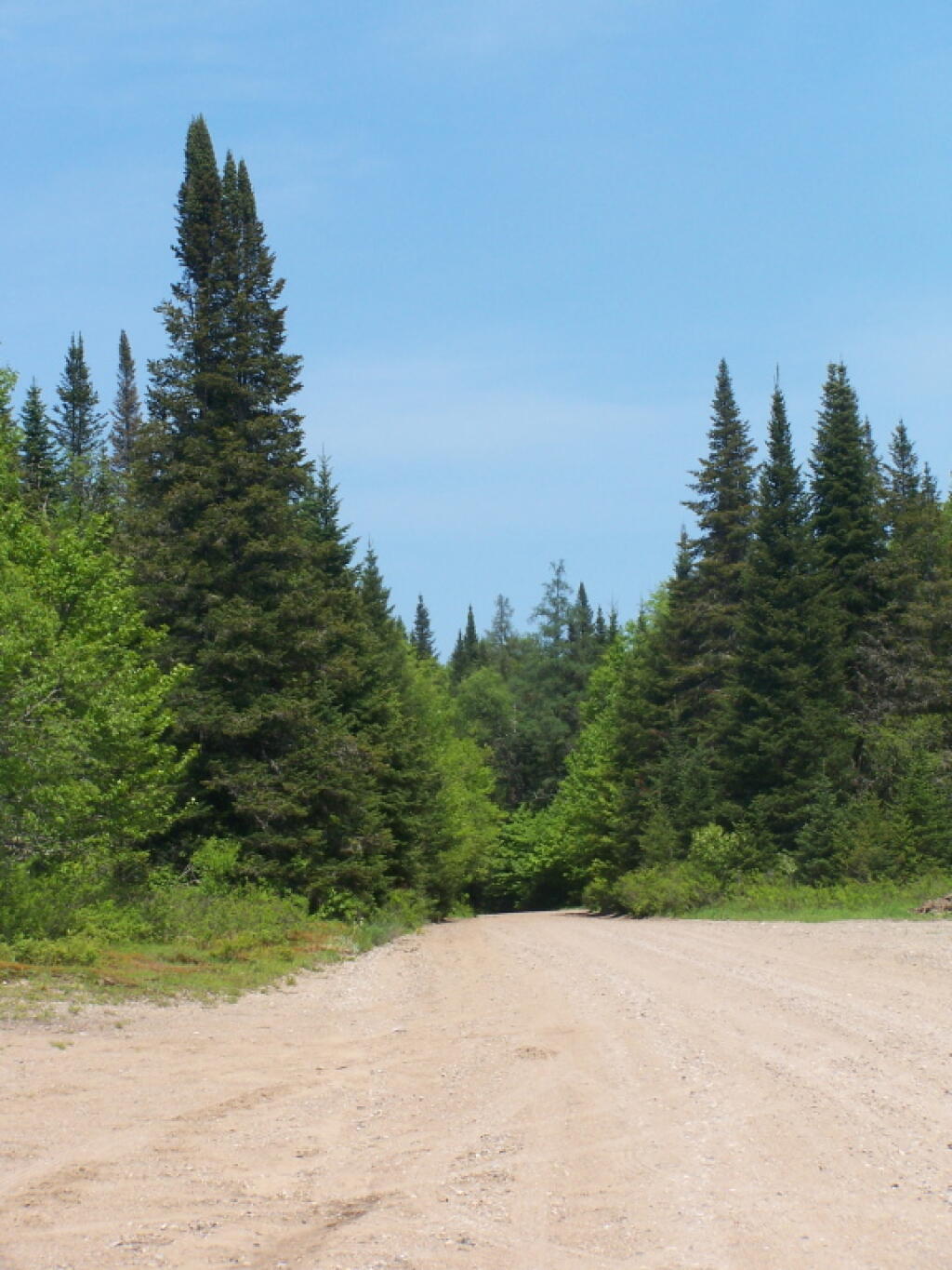 Photo: Piseco-Powley Road Between Old Growth Trees Photo: Piseco-Powley Road Between Old Growth Trees