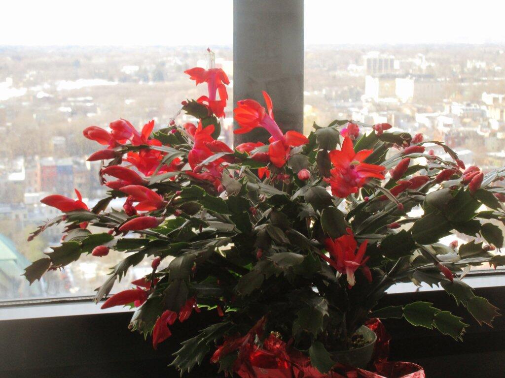 Photo: Today In Christmas Cactus, Picture 2 Photo: Today In Christmas Cactus, Picture 2