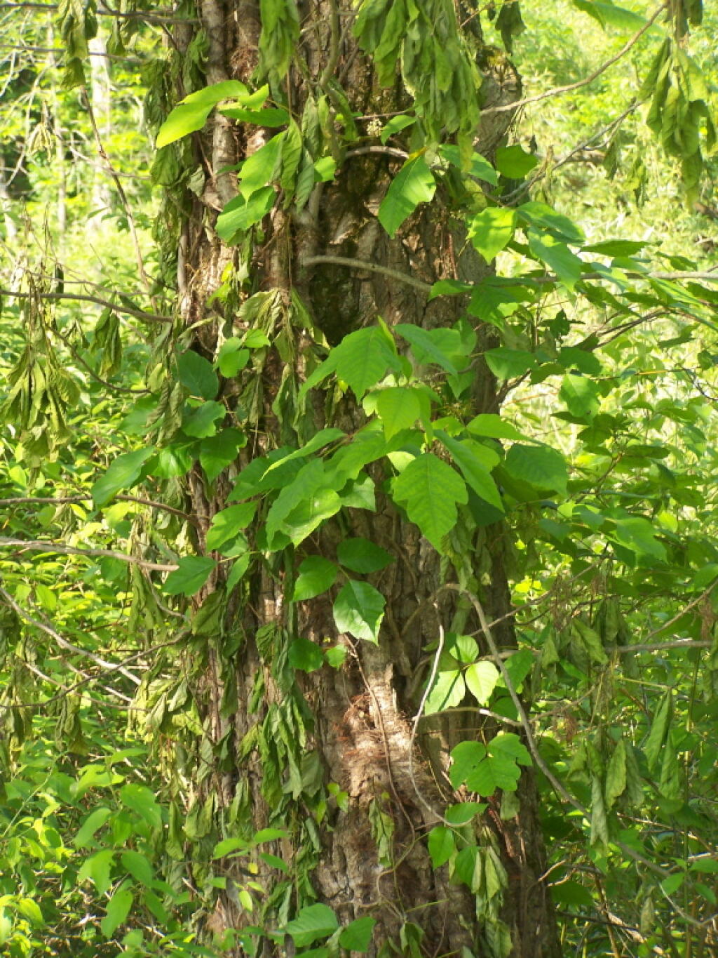 Photo: Posion Ivy