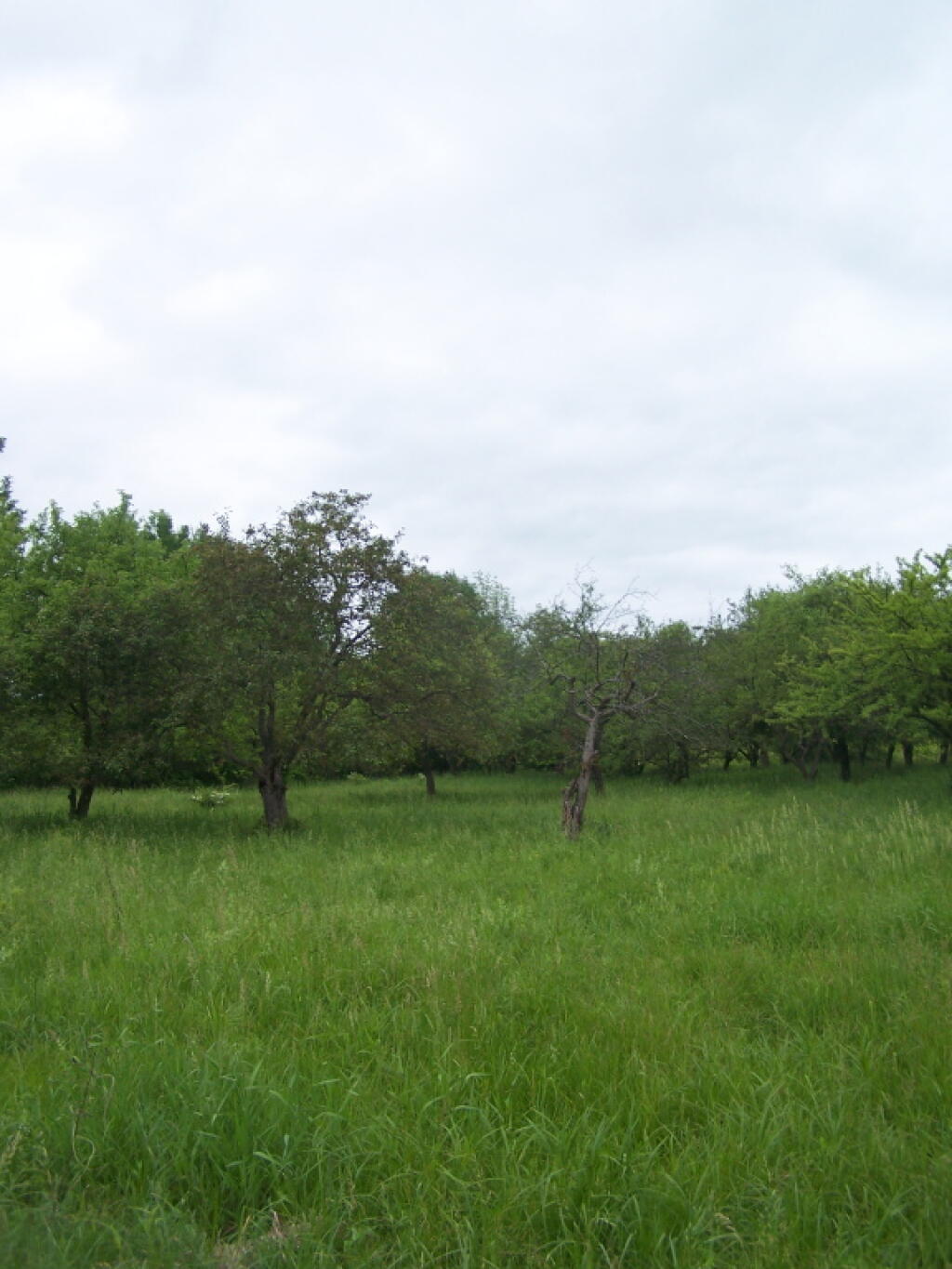 Photo: The Orchard on a Cloudy Day