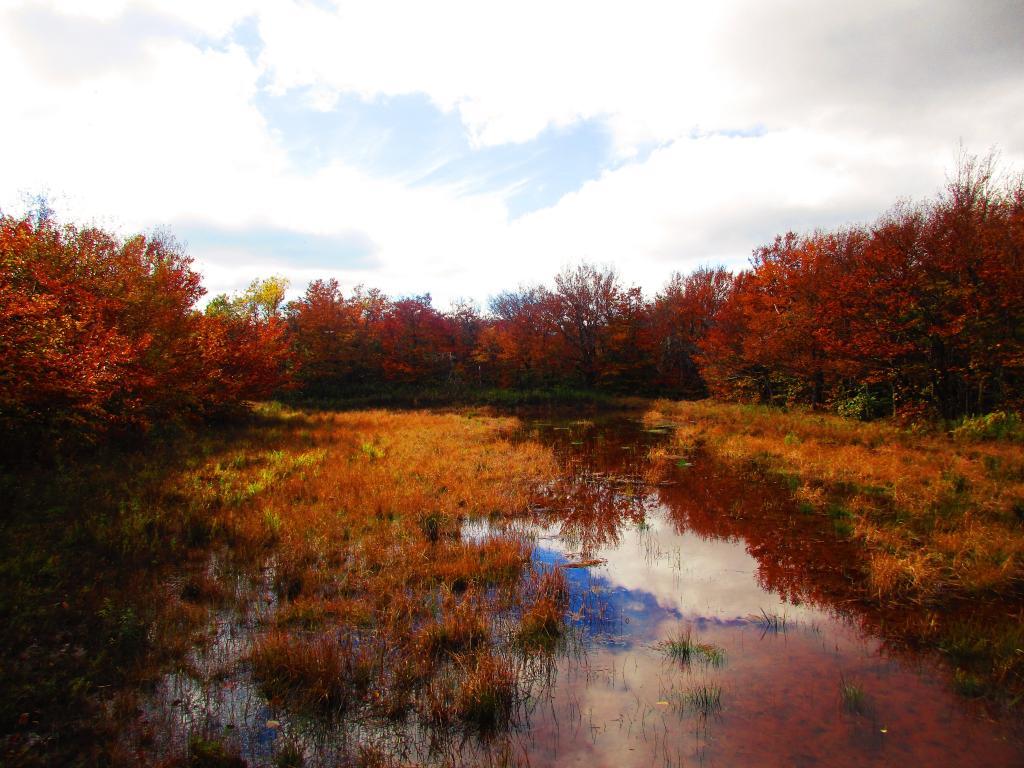 Photo: Pond on Bearpen