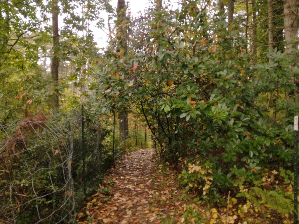 Photo: Mountain Laurel