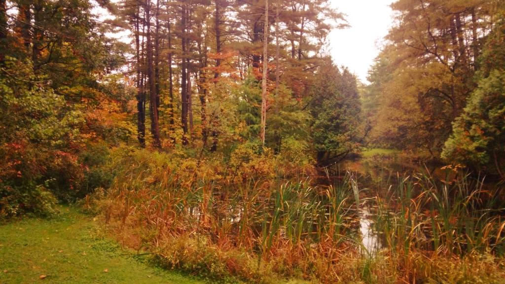 Photo: Pond