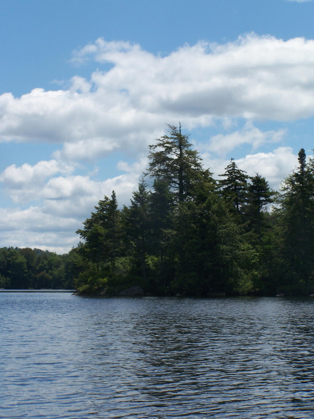 Photo: Trees on Remsen Point