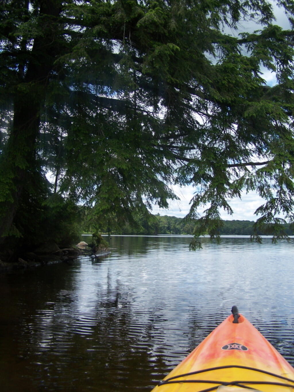 Photo: Passing Under a Low Tree