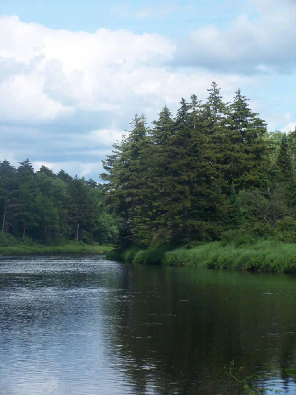 Photo: Along Moose River