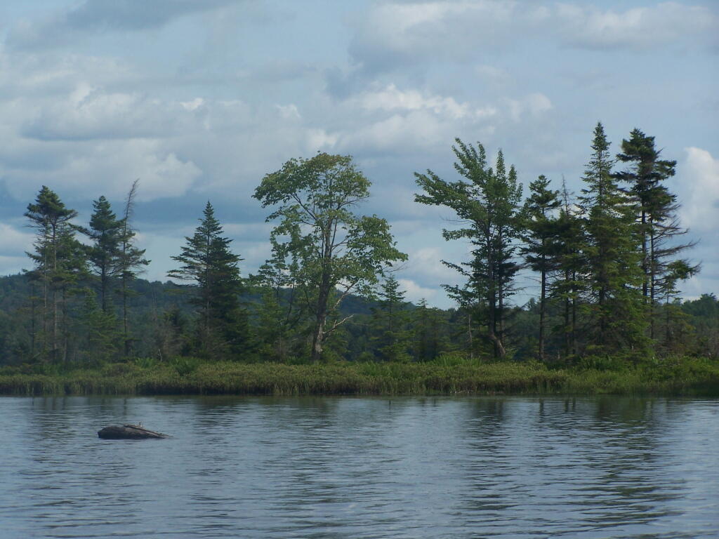 Photo: Trees on Island
