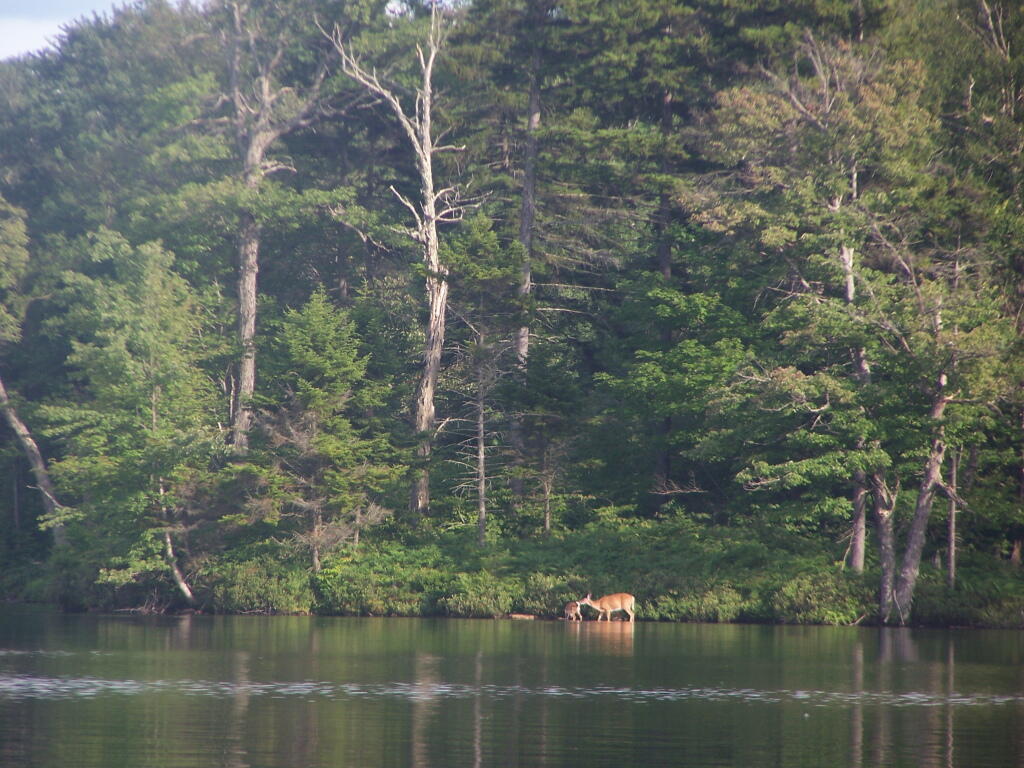 Photo: Doe and Fawn on Lake