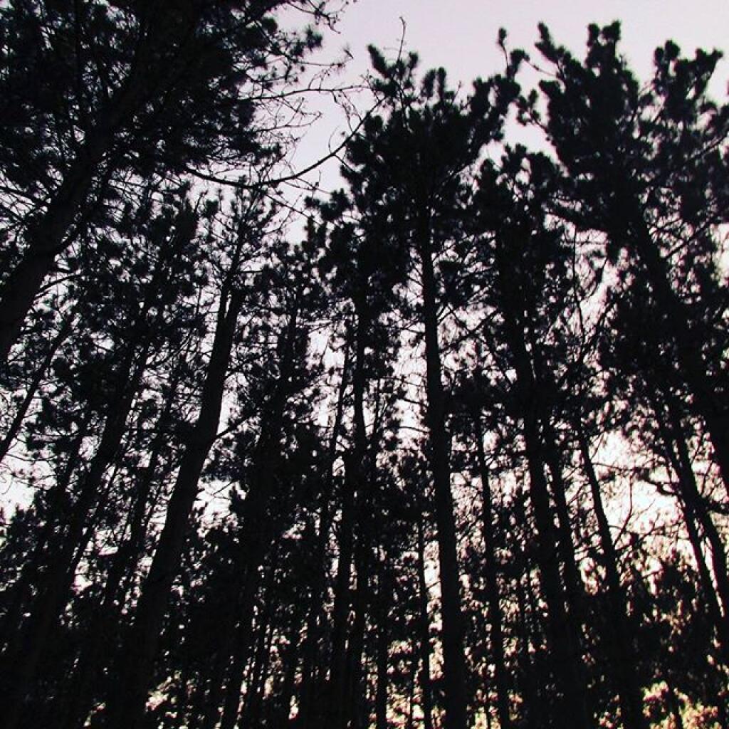 Photo: Dusk at White Pines Plantation