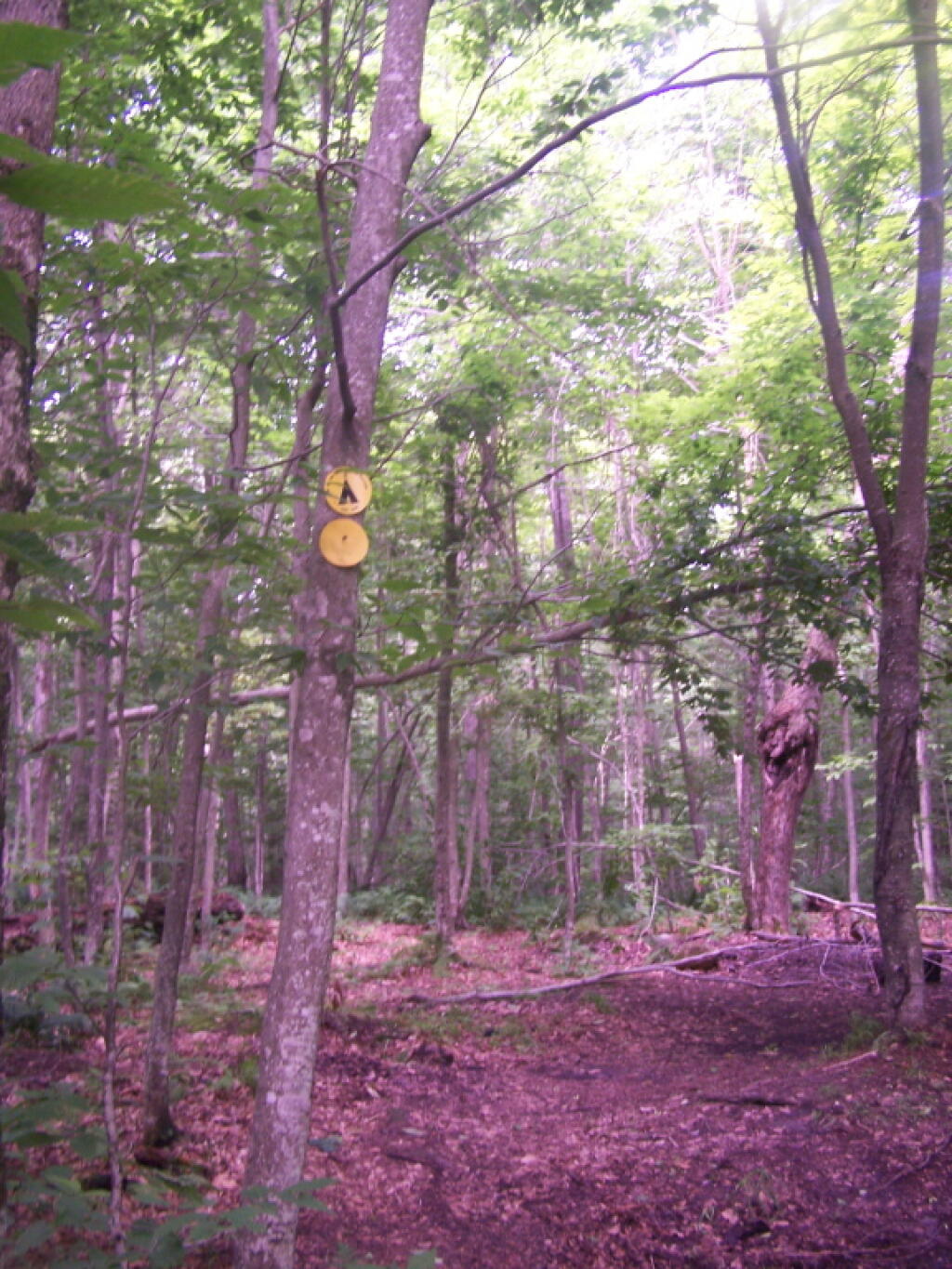 Photo: Campsite 5