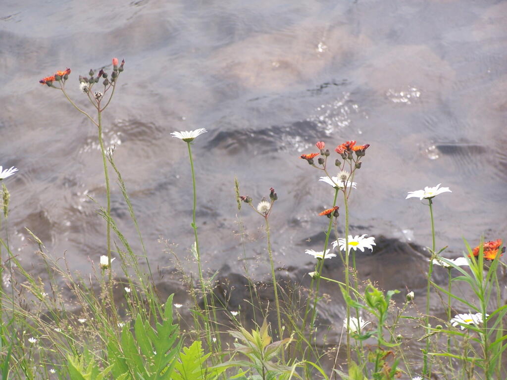 Photo: Wildflowers Along the Lake