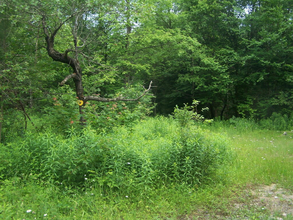 Photo: Roadside Campsite