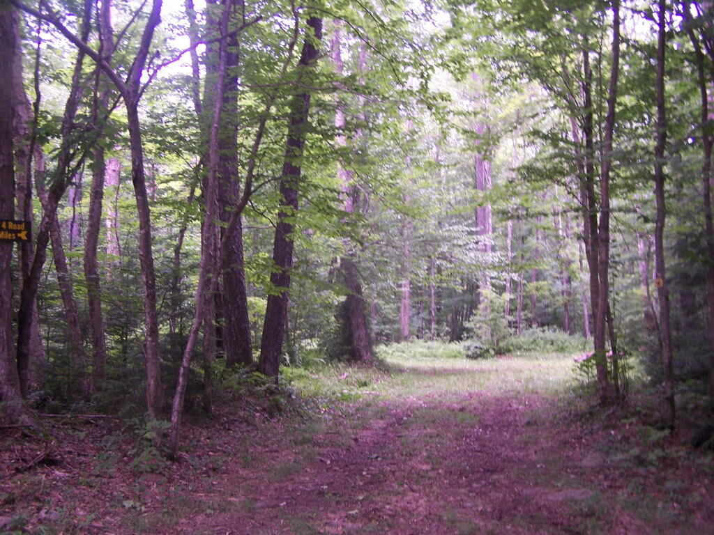 Photo: Campsite 10 on Smith Road