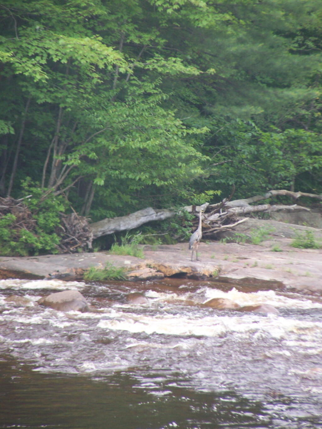 Photo: Great Blue Heron on Otter Creek Photo: Great Blue Heron on Otter Creek