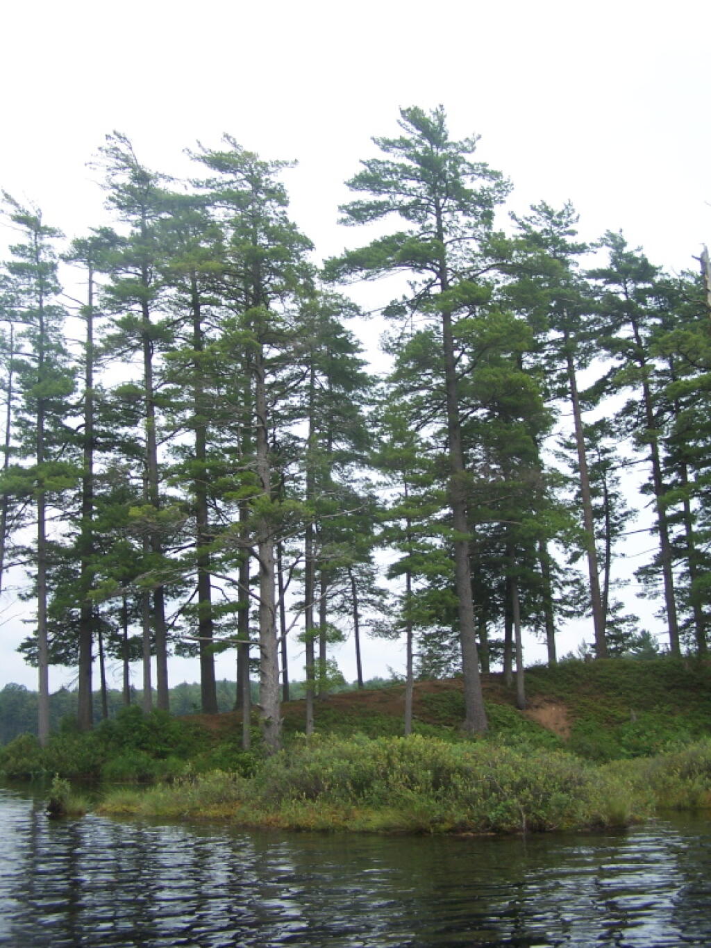 Photo: Trees Along Edge of Francis Lake