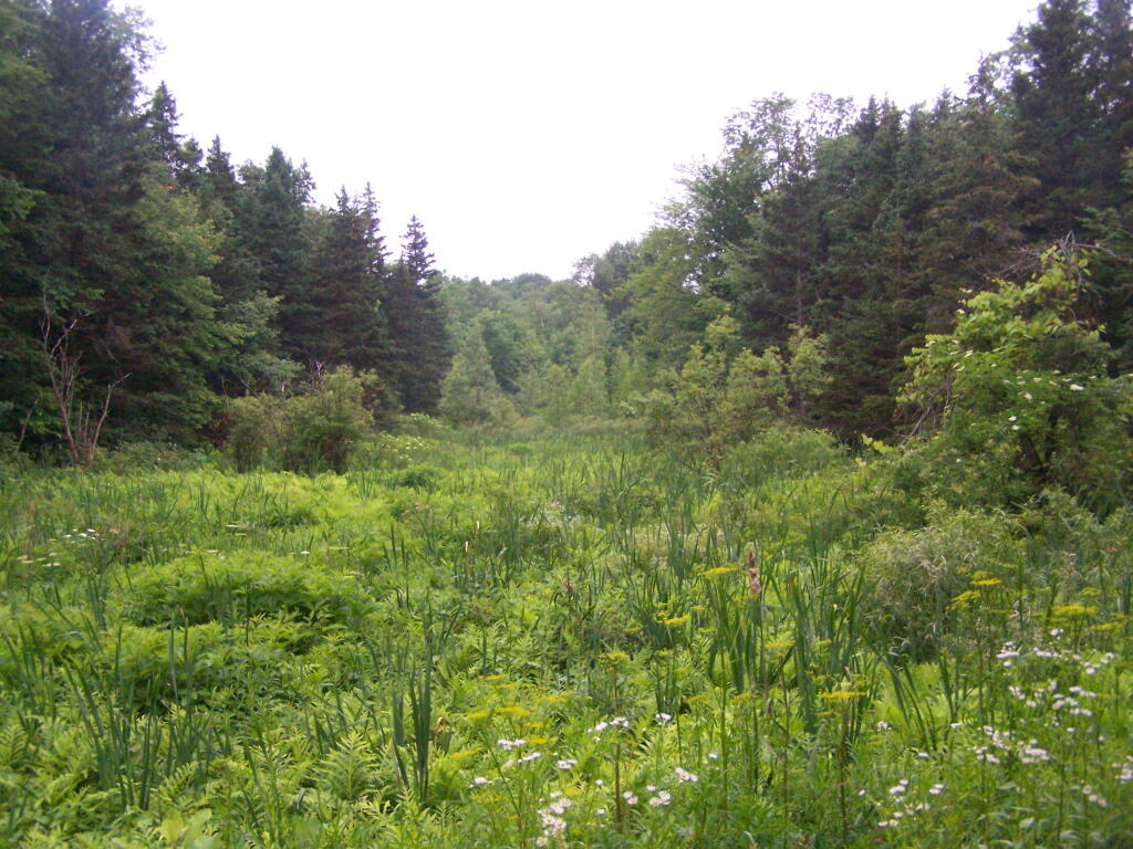 Photo: Wetlands Along Williams Road