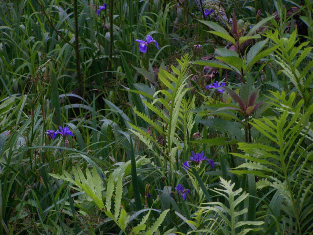 Photo: Lillies Along the Trail Photo: Lillies Along the Trail