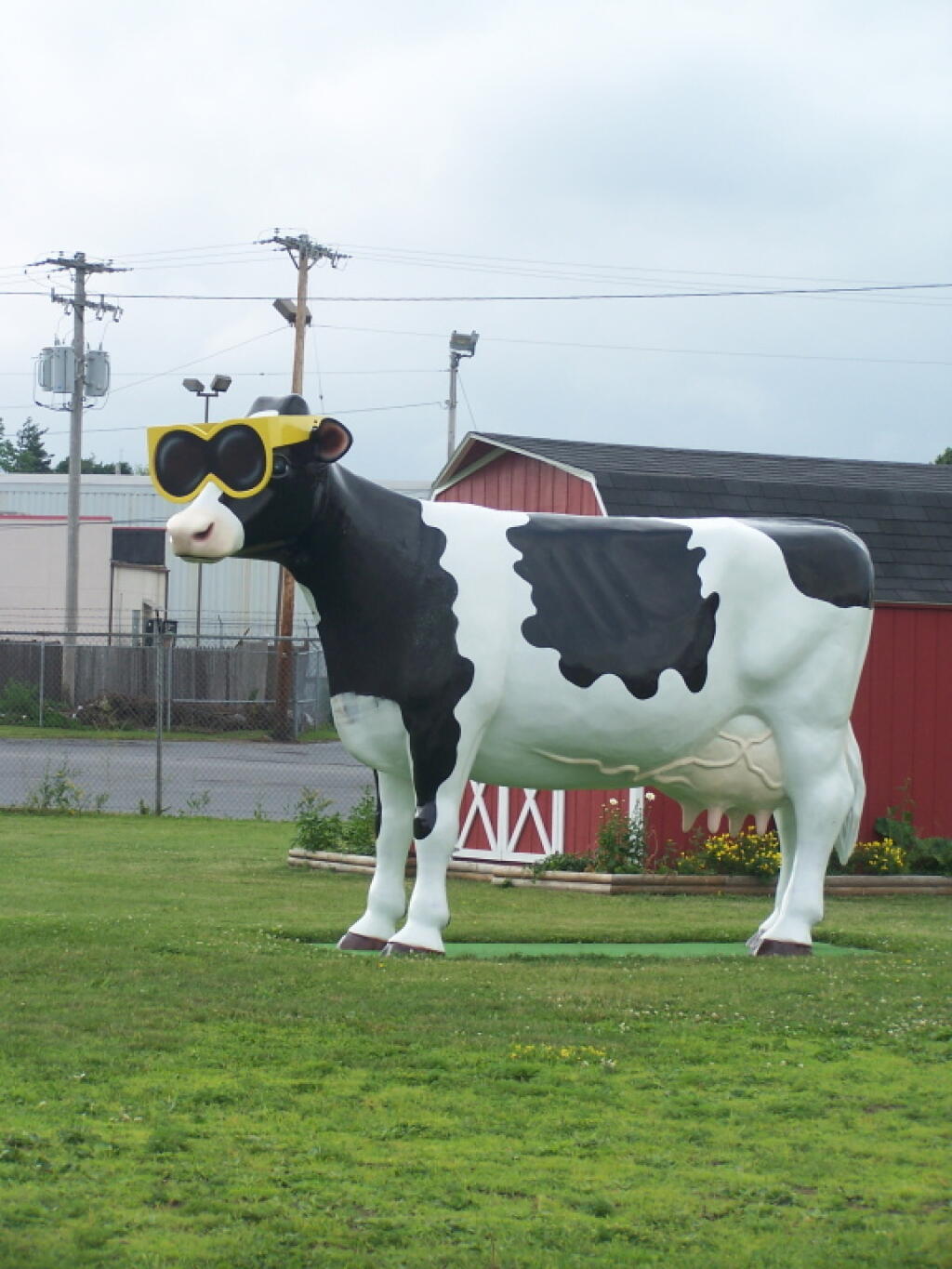 Photo: Cow with Sunglasses