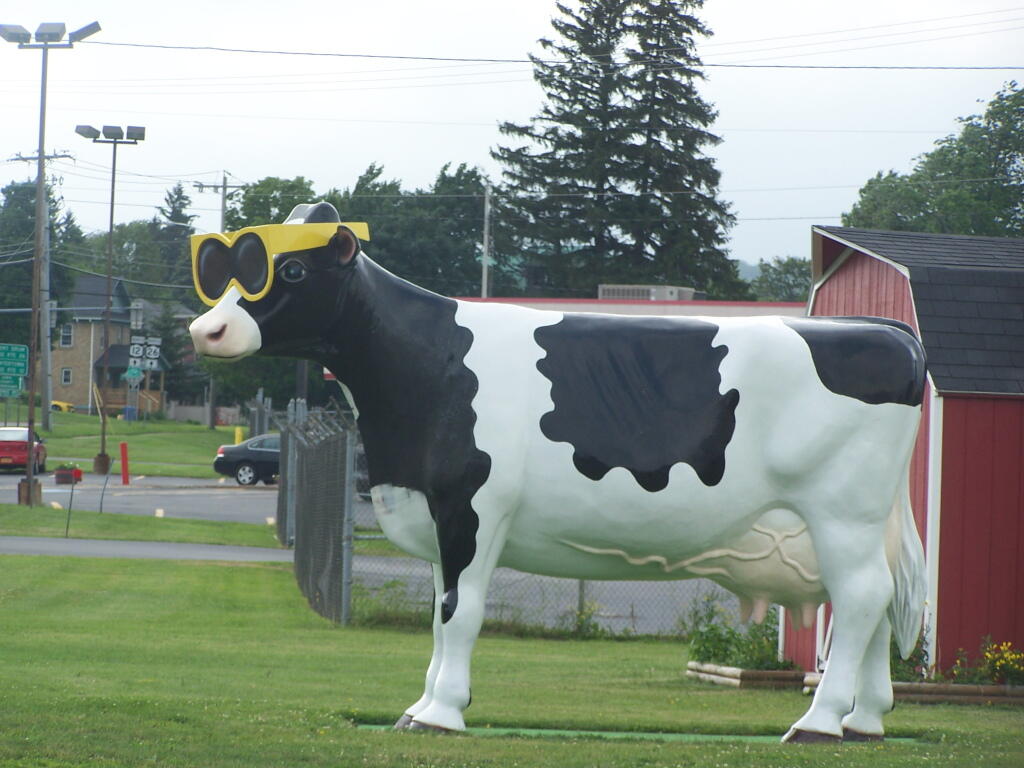 Photo: Cow with Sunglasses (Up Closer)