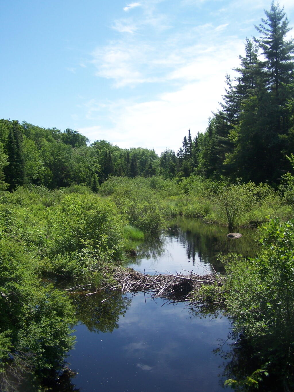 Photo: Unamed Stream Along Bald Mountain Road Photo: Unamed Stream Along Bald Mountain Road