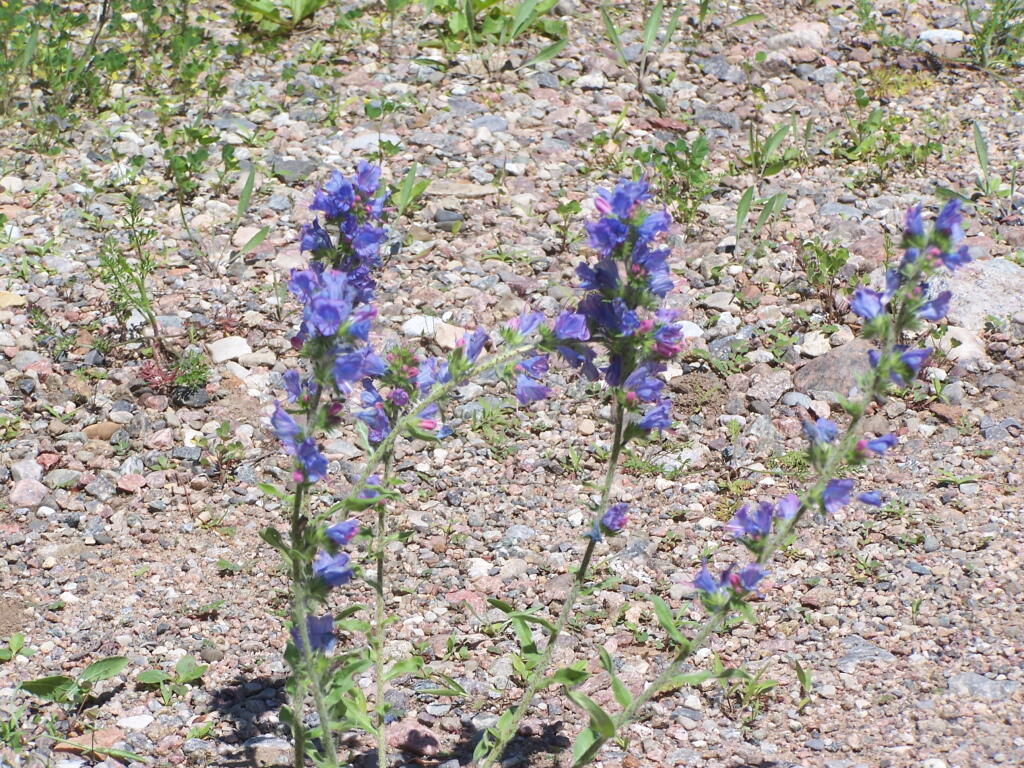 Photo: Flowers Along the Road